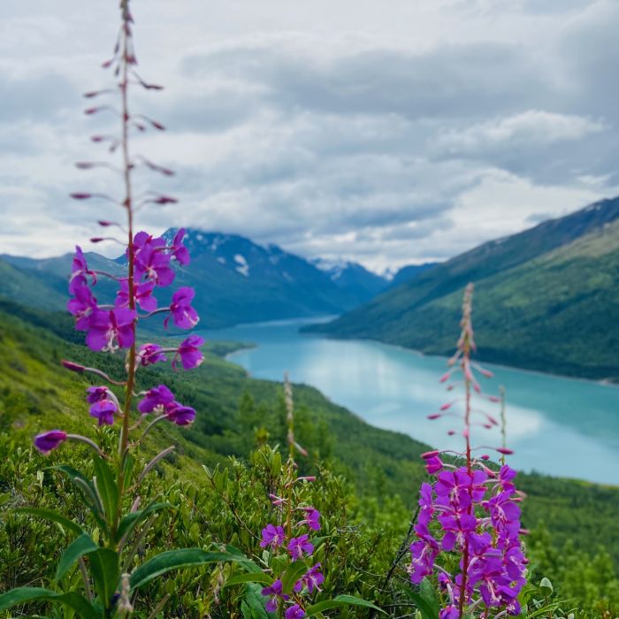 Alaska